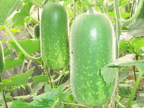 最新吃瓜免费网站大全,2023年度最新免费吃瓜网站大全盘点 第1张 最新吃瓜免费网站大全,2023年度最新免费吃瓜网站大全盘点 第1张